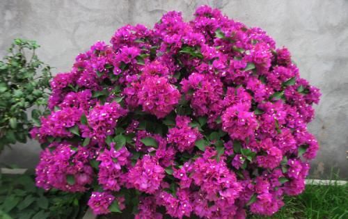 三角梅|三角梅不开花?给它使劲虐,花芽呼呼长,开出层叠群花