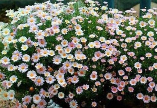 "rawurl":"http://zm.news.so.com/4f8818cb347e90dafbb13cf6cc7a0657"这几种花,到了夏季就得勤修剪,它可是会爆盆给你看!越剪越旺