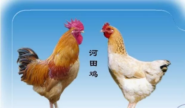 100个常见鸡的品种大全，肯定有你没见过的