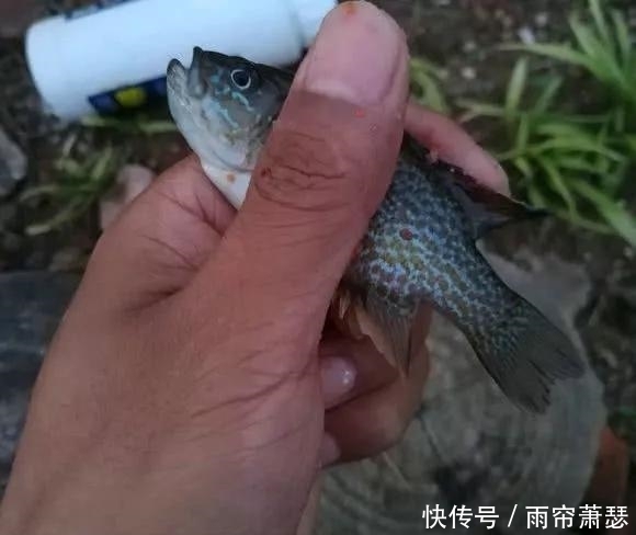 长沙河道现大量“怪鱼”，罗非鱼？老乡：比鲫鱼还多，爱吃河虾