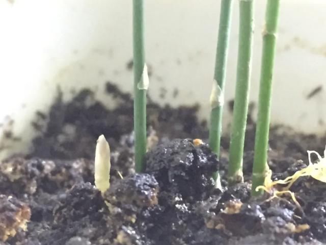  [明亮的位置]嫌花长得丑，趁现在砍头，2个月脱胎换骨！