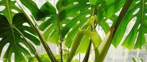  不喜欢的植：“甲醛”不喜欢的5种植物，家里养上几盆，空气更清新的说！