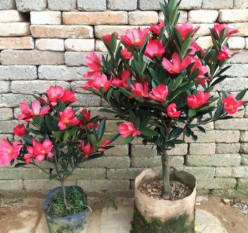 『耐热』此茶花四季开花,花色艳丽夺目,耐寒耐热还好养,非常值得入手