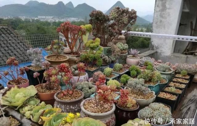 保活:养花小技巧:养花全靠1句话,100%保活!