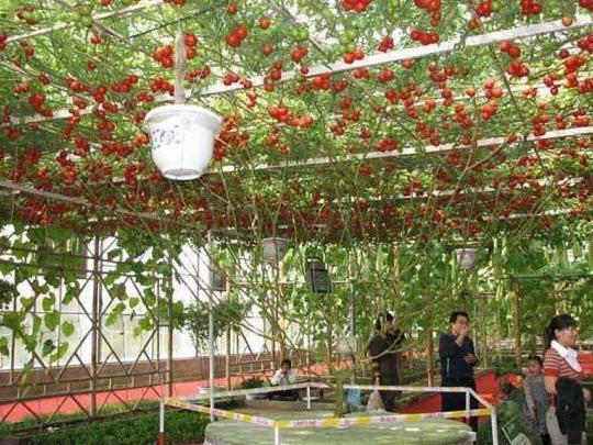 巨型番茄树, 单株番茄树可产番茄32000个