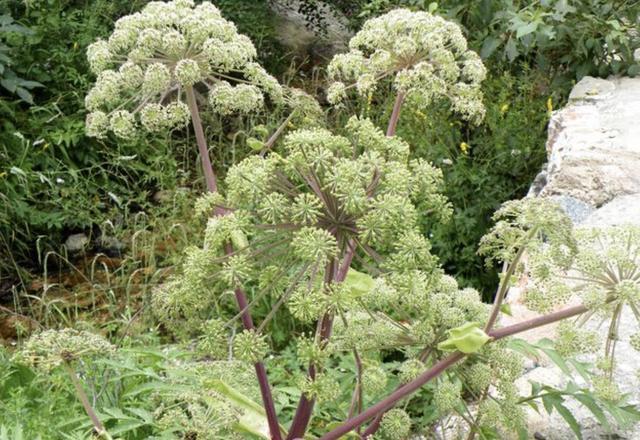  「植物」1种野生的“植物”，被称为“当归”，有发达的根茎，太珍贵！