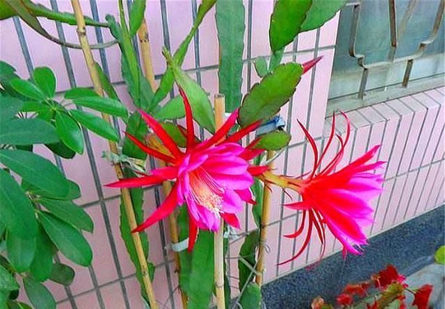  『夏季』令箭开花太疯狂,1次开花100朵,原来注意5点就够了!