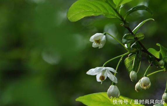  「果实」这种树是江苏特有，果实像秤砣，是国家保护植物，很多