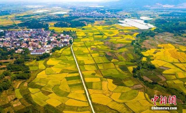  [列车]航拍高铁列车飞驰在江西金色田园