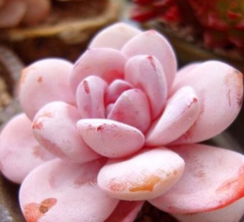 【艺术感】玉露“发功”成景天?2种方式把多肉搭配成让人羡慕的盆栽