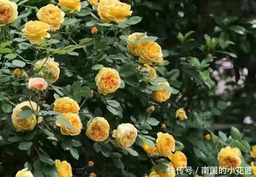 便宜|家里养花不用多,就这3种便宜花,安安稳稳开一年,值得拥有!