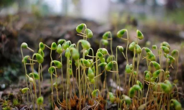  【些地方】农村角落里的野草，是一种很好的药草，遇见可以采摘一些