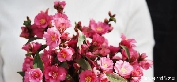  『打开』一朵花|一朵花茶，同时可以打开一百朵花