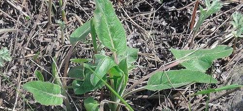  『白菜』这东西，俗称“山白菜”，目前极为珍贵，却被误当成杂草，可惜了