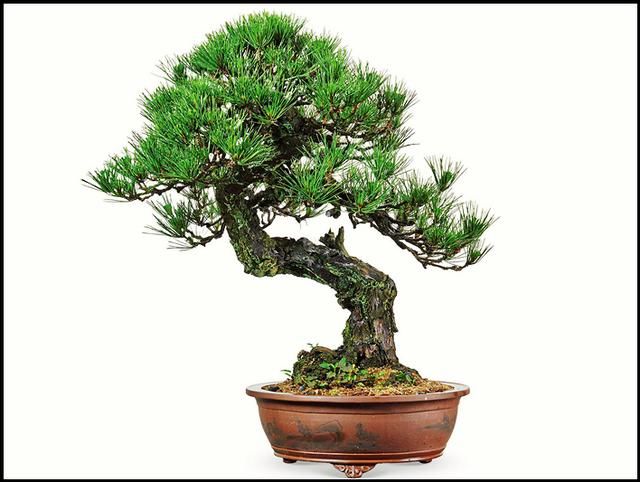 农民用来当柴烧，盆栽挺漂亮，我见到挖一棵做盆景