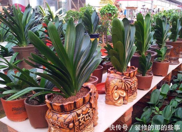 [更是]这3种花都听过，能养的人、会养的人不多，养开花更是不轻松