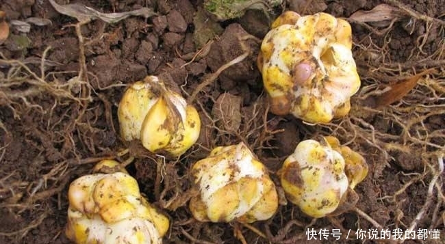 农民与时俱进，根据市场需求种植它，11元每斤，年入20多万