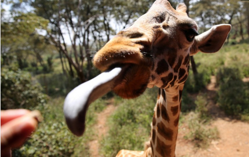 实拍:国外旅游景点嘴对嘴给长颈鹿喂食的女人
