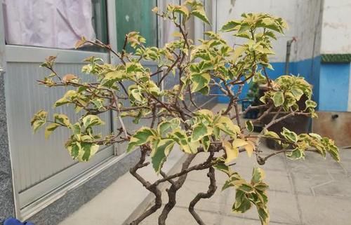  [解决]三角梅掉叶子？找出“原因”巧解决，枝繁叶茂，四季开花