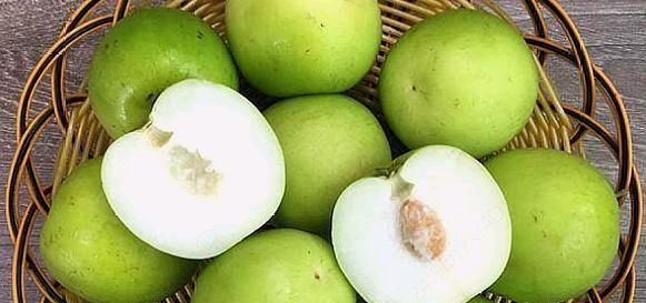  [果树]农村一种水果，其果树不到半个人高，农民种植每亩收入600