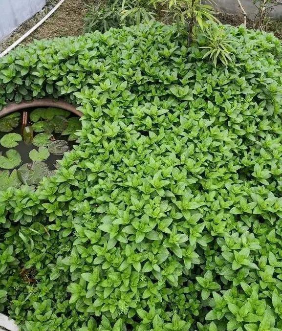  『铜钱草』这“2种”植物，随手一扔就“爆盆”，农村已泛滥成灾