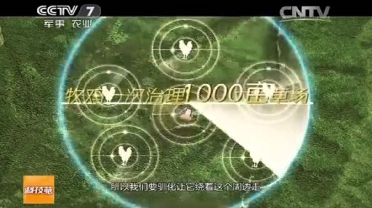  「纪录片」4000亿蝗虫肆虐印巴，我国人民19年前养鸡斗蝗的纪录