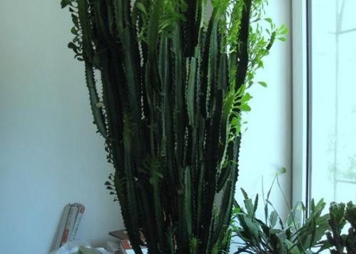  「旺盛」这“3种”绿植最讨厌“喝水”，30多天不浇水，反倒越长越旺盛！