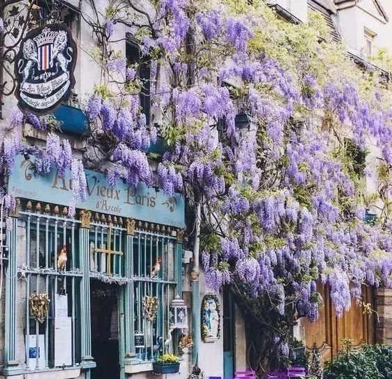 醉美庭院，有这些植物就够了！