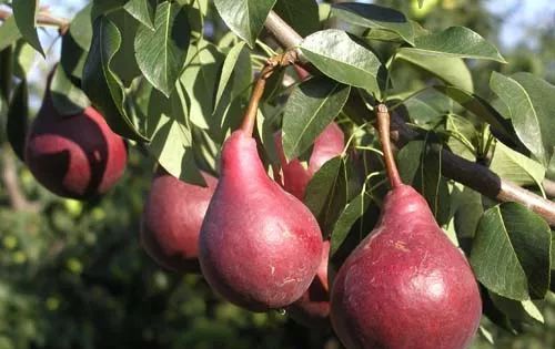  红香果：2020年农村哪些果树能赚钱？ 四种有前途的果树，农民朋