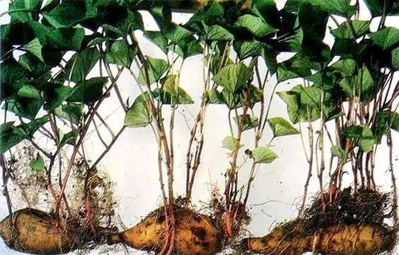  放进■我在路上捡起一座松塔，不小心把它放进了花盆里。太神奇了