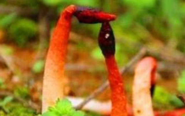 这种野生物，野外看到不要踩，现在极为珍贵，微毒勿食