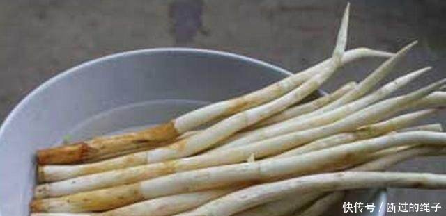 农村夫妻废水田培植一种宝贝，四季生长，一斤就卖20元