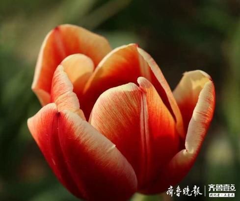 郁金香@绚丽多彩!泉城路大片郁金香盛开
