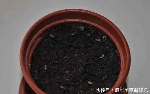 草莓盆栽@摘来的草莓水果还能用来播种,很快就能开花结果