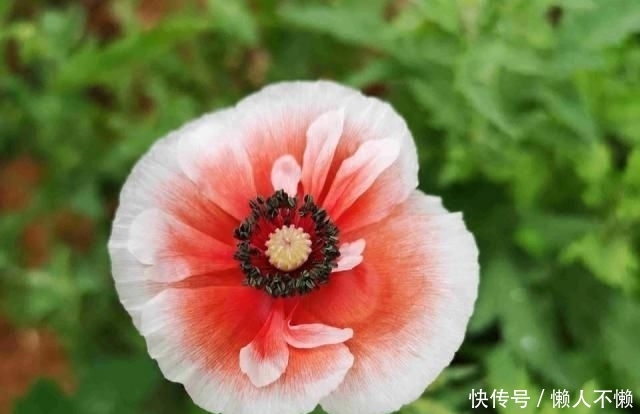  「扦插」虞美人可以打顶和扦插吗？怎么做？