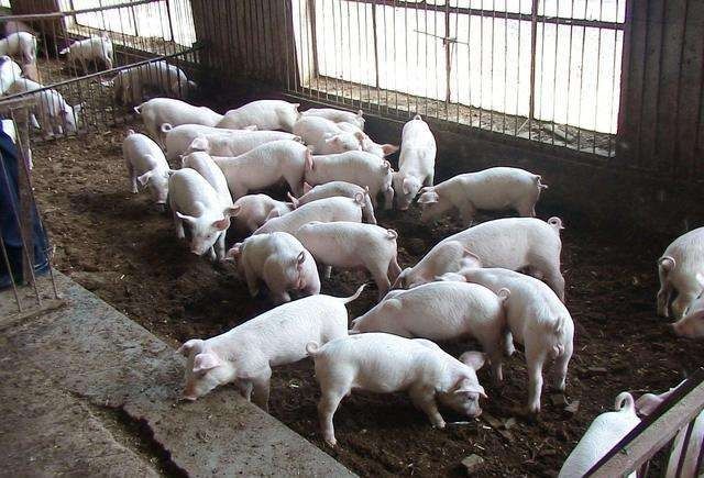  [答案]农村老话：“家财万贯，带毛的不算”，为啥要这样说呢？