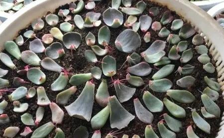  肉叶片|多肉植物叶插方法步骤，3种叶插方法生根出芽快