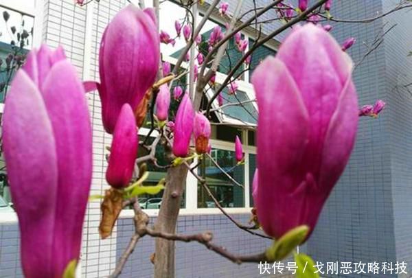 『春天』院子里种一棵玉兰花,简单几步就成活,年年春天都赏花