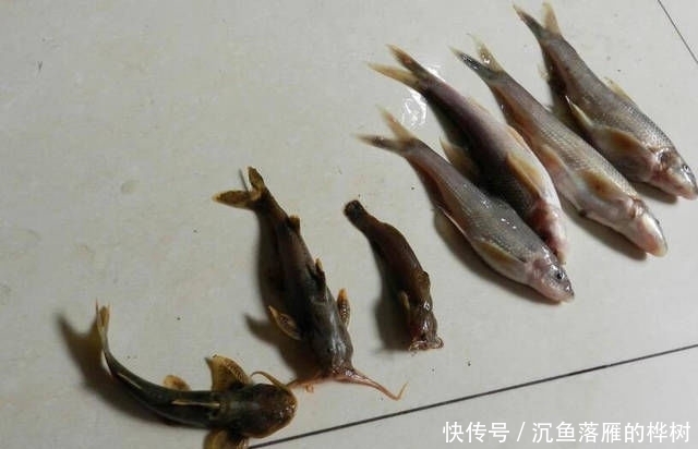  『方法』本地使用红薯为饵的方法，分享给各位钓鱼人