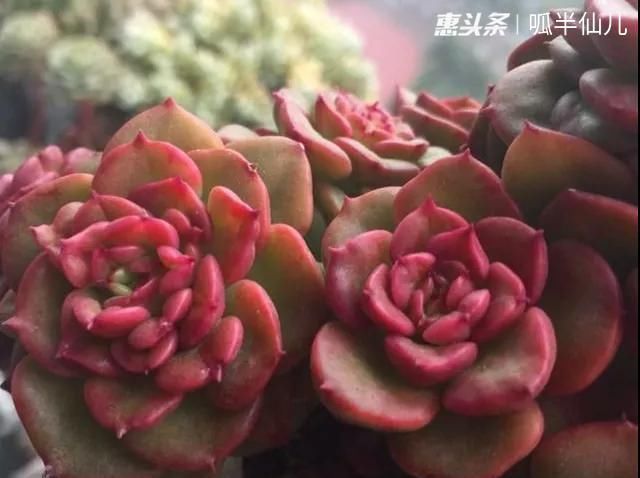  『白菜』多肉断水12天,绿白菜秒变红舞娘,想要上色就得...