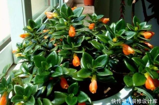  家里|适合养在家里的3种花，沾土就能活，爆盆很简单，一年开花200天