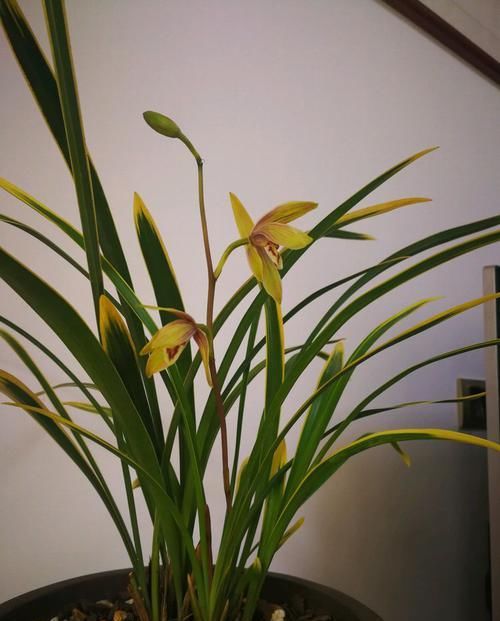  [开爆]懒人养这四款花，不仅好养活，开花成团成簇，蹭蹭地开爆花