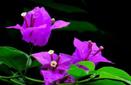  『真好』这4款花真好养，花朵一茬接一茬，不黄叶猛开花，繁花似锦，超美