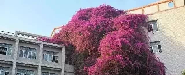 养三角梅，一口气窜到“7楼高”有多难得？广西人：这不很简单吗