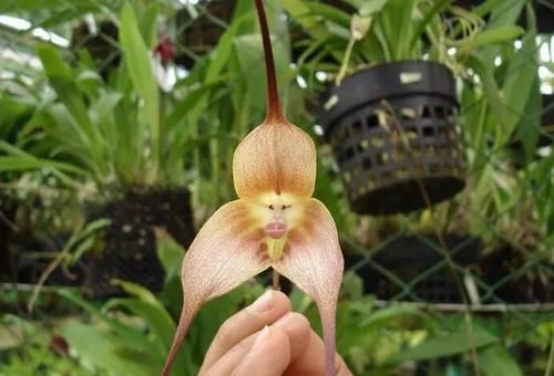  『植物』长有“猴脸”的植物，像一只只猴子挂在枝头，也能在任何季节开花