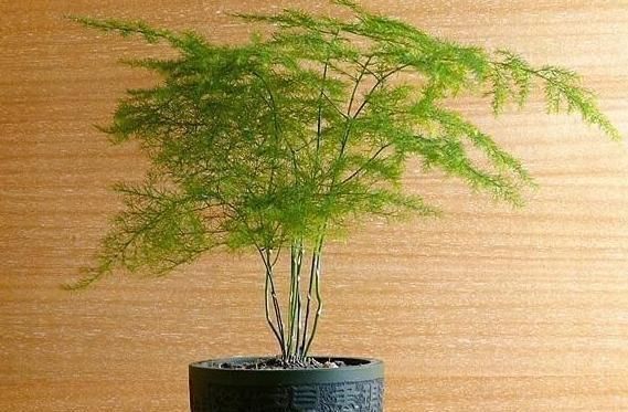  『药片』养文竹这样浇水，用家中常备的“药片”，一次一片，堪称完美