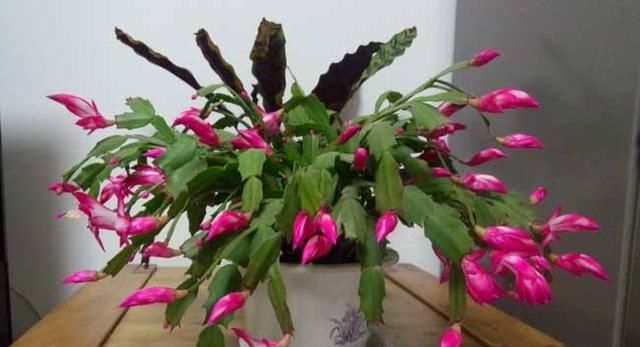  『植物』这几种花不适合养在卧室里,快看看你家有吗
