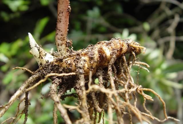  『七叶』人称“七叶莲”，蛇见到就怕，当今价值珍贵，若在竹林见到请珍惜