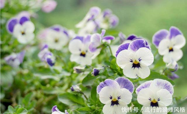  简单■养花就养3种小花，颜色鲜艳丰富，开花量大爆盆简单，谁养谁喜欢