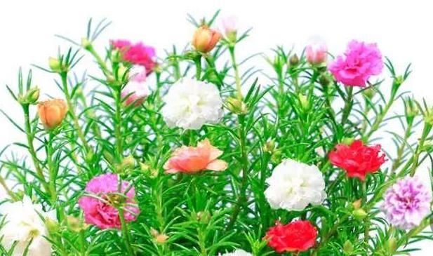  养花|夏天到了，喜欢养花的小伙伴可以选择这些花，好看又好养！